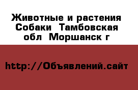 Животные и растения Собаки. Тамбовская обл.,Моршанск г.